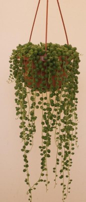 Senecio rowleyanus