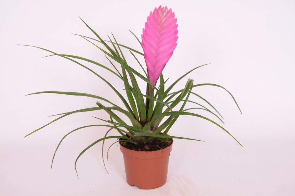 Tillandsia cyanea