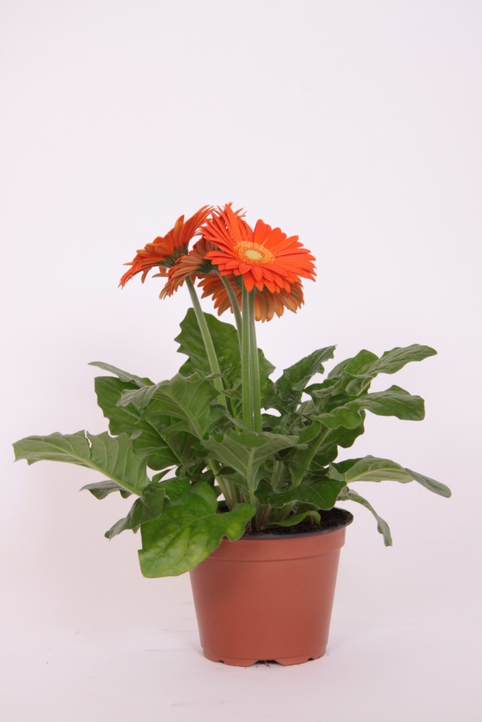 Gerbera