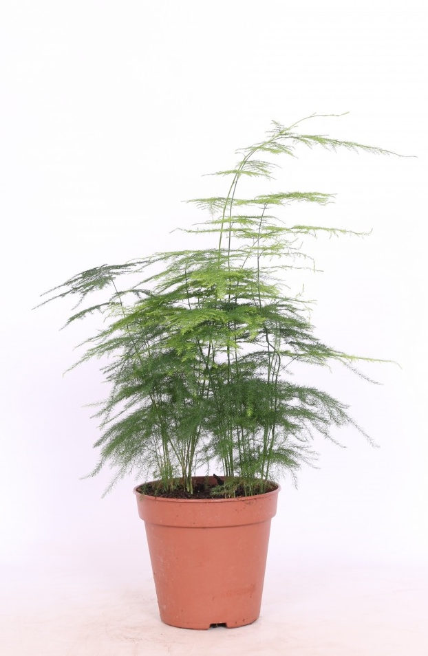 Asparagus setaceus 'Plumosus'