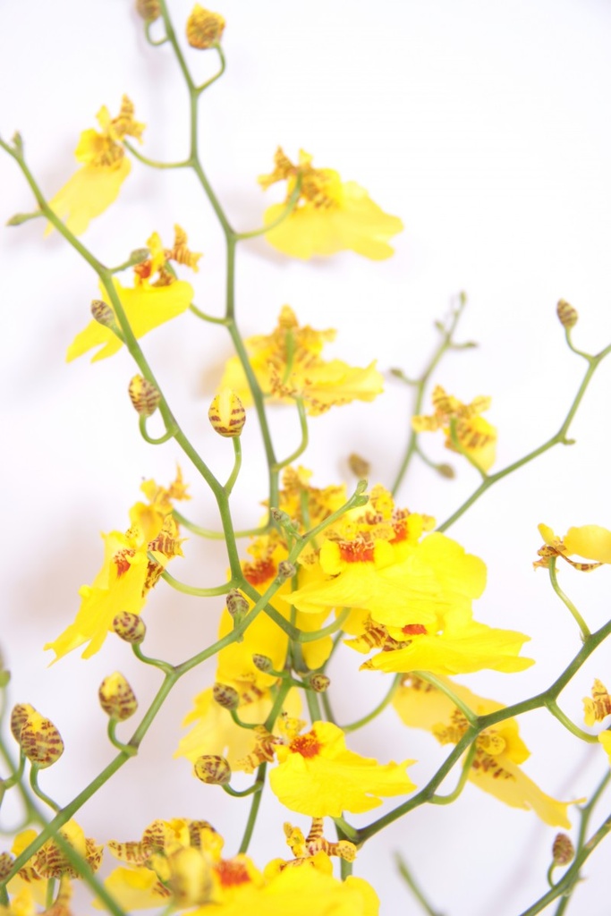 Oncidium