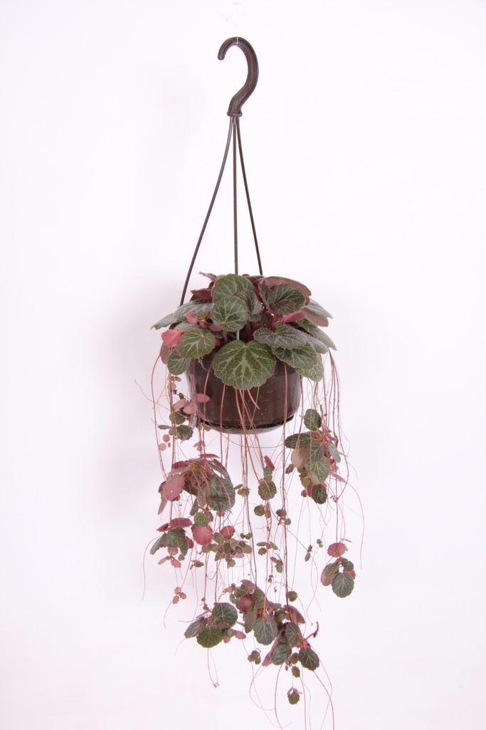 Saxifrage stolonifera