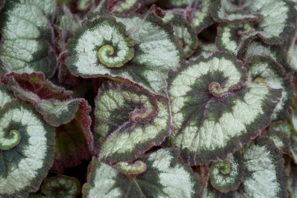 Begonia à feuillage décoratif