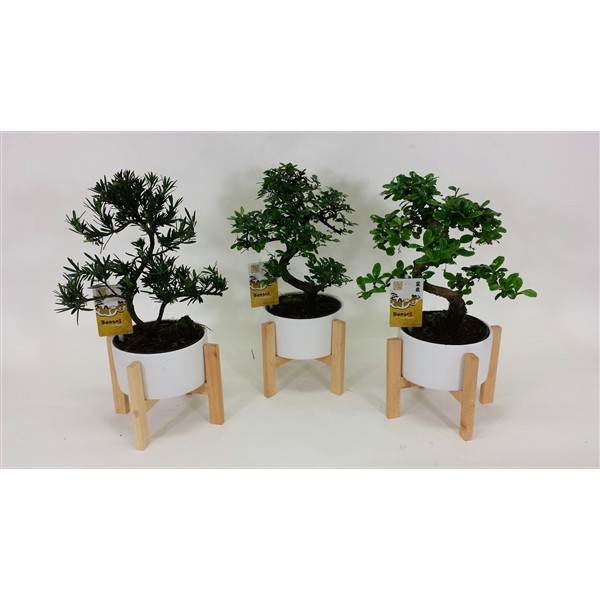 Bonsaï - Wooden cross