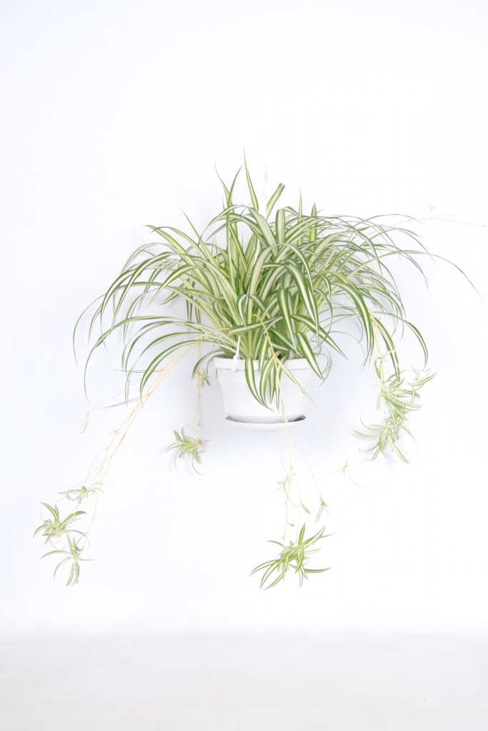 Chlorophytum comosum