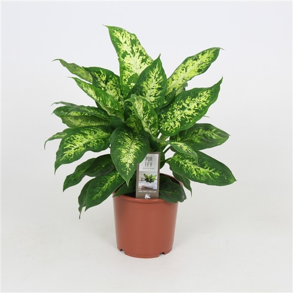 Dieffenbachia 'Compacta'