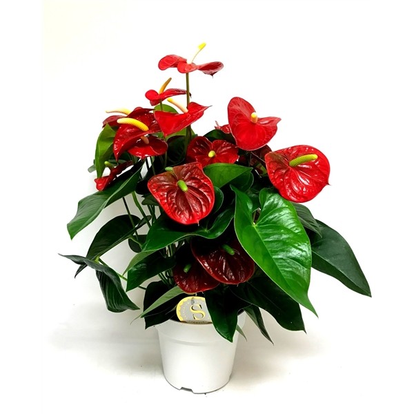 Anthurium andreanum 'Red Champion'
