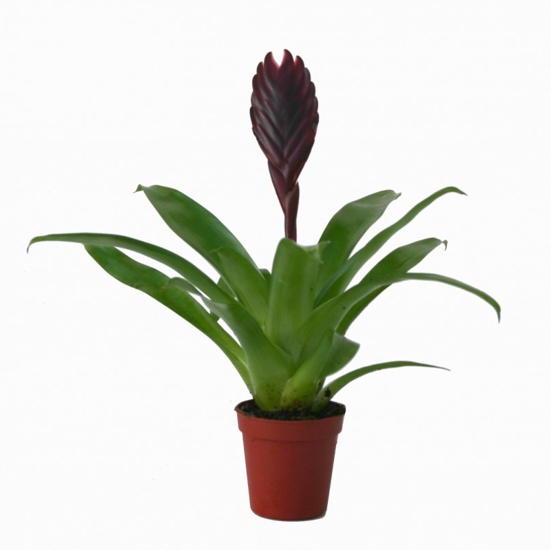 Vriesea mini 'Cathy'