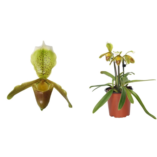 Paphiopedilum