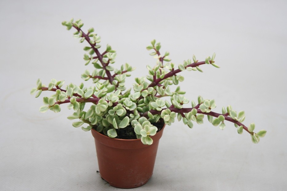 Portulacaria afra 'Variegata'