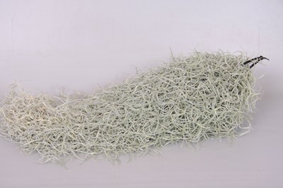 Tillandsia usneoides