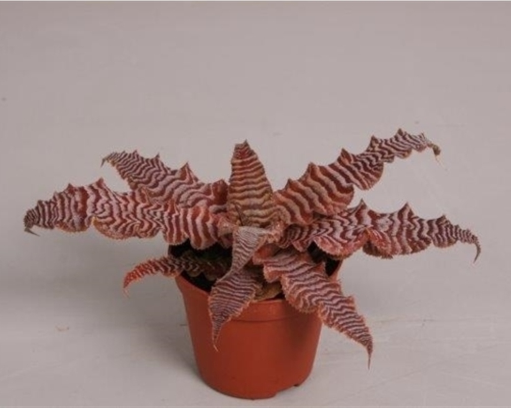 Cryptanthus