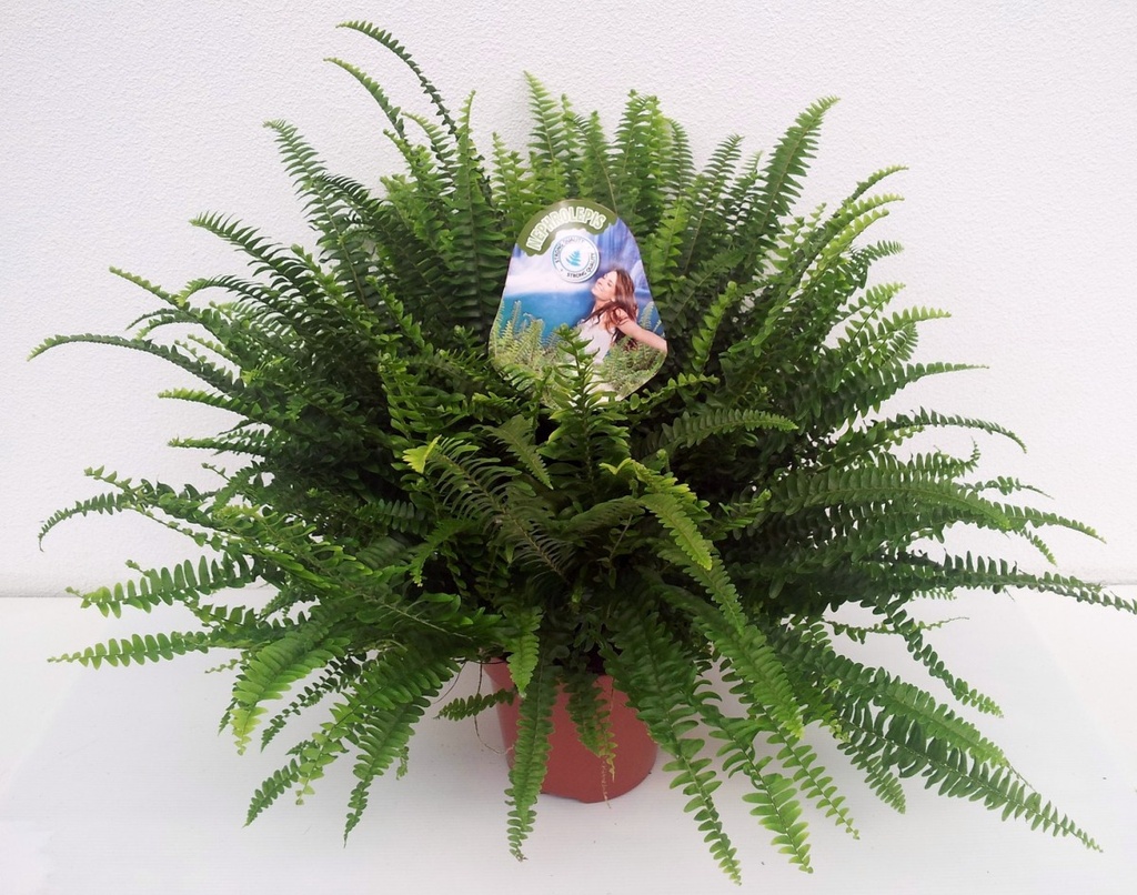 Nephrolepis exaltata 'Green Lady'