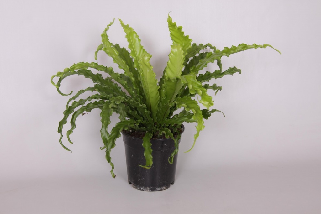 Asplenium 'Osaka'