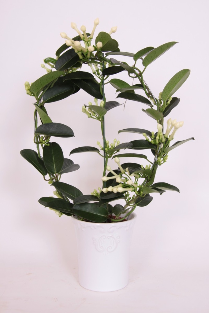 Stephanotis floribunda