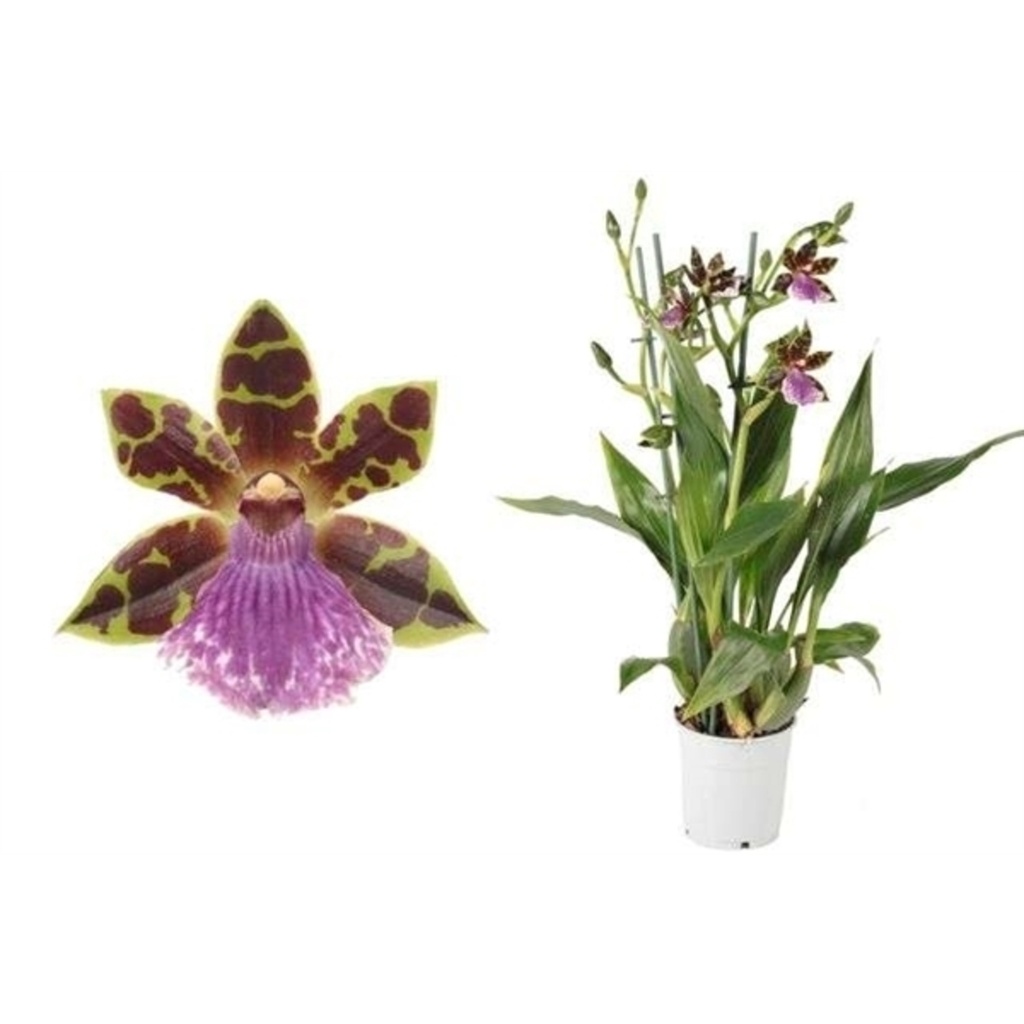 Zygopetalum