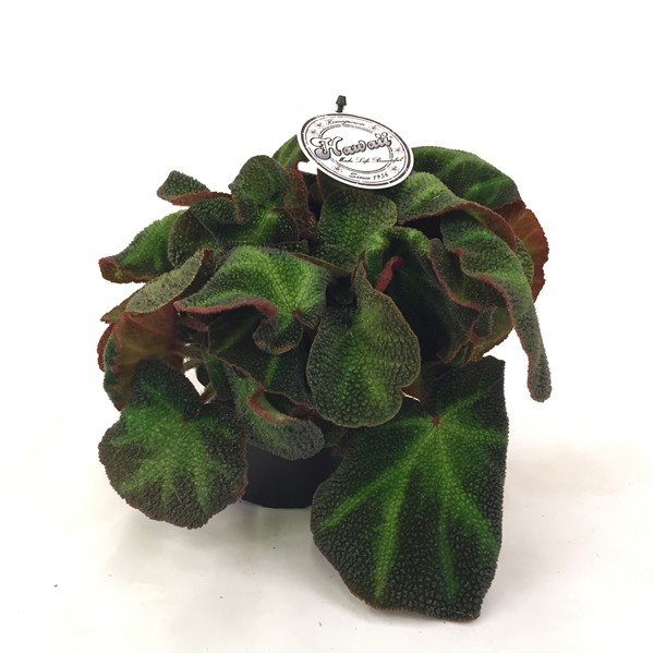 Begonia 'Decora'