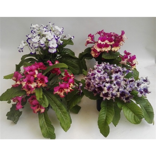 Streptocarpus