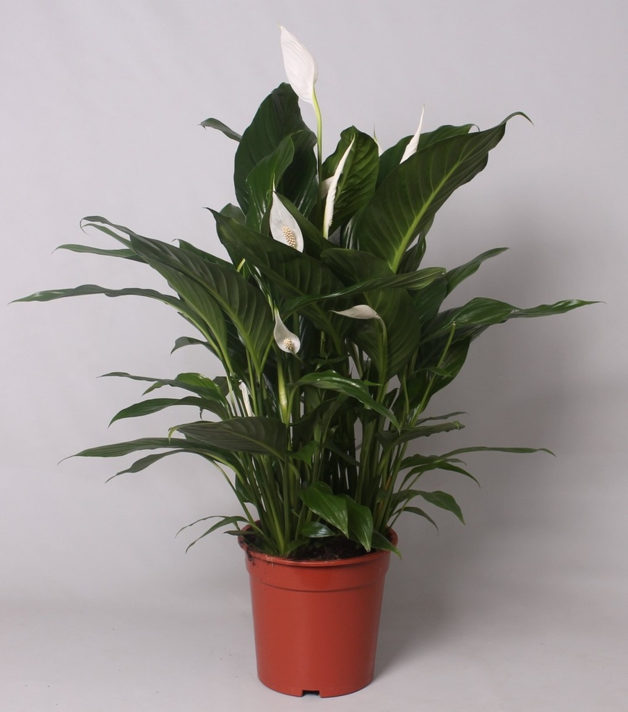 Spathiphyllum 'Bingo'