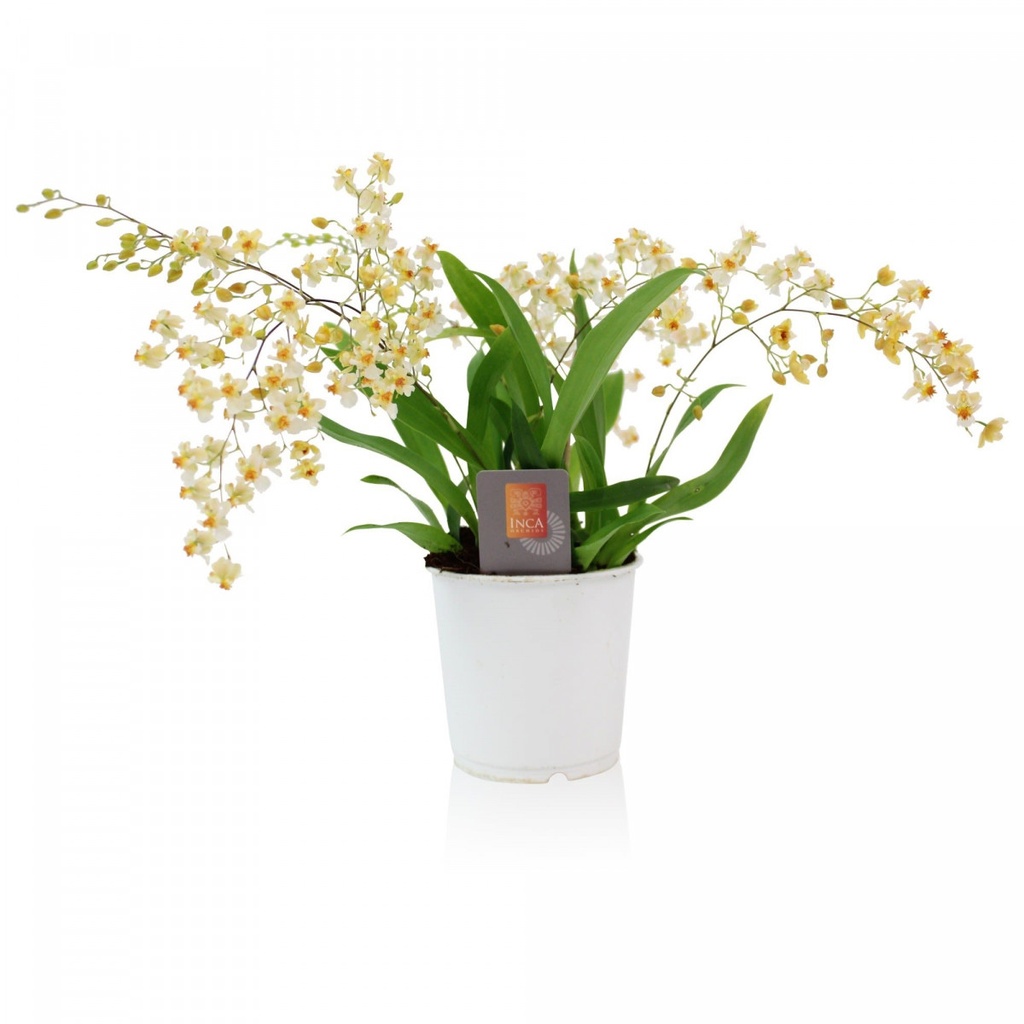 Oncidium varicosum 'Twinkle'