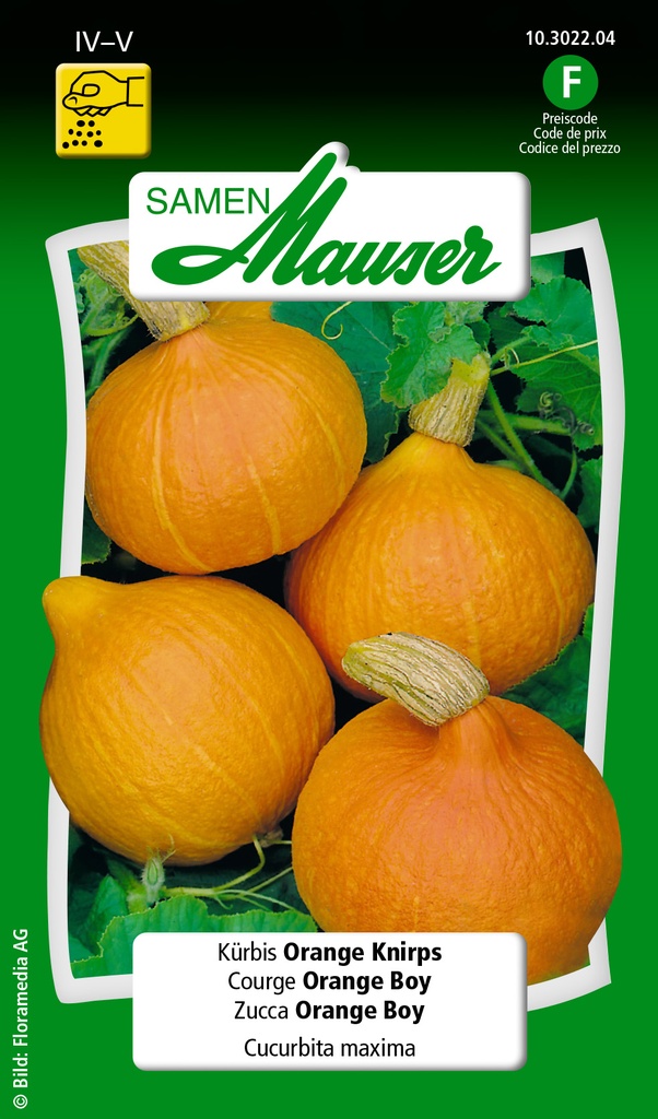 Courge Orange boy