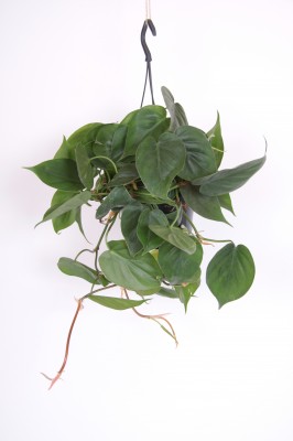 Philodendron scandens
