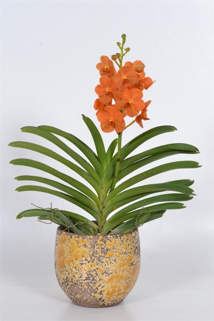 Vanda maxima