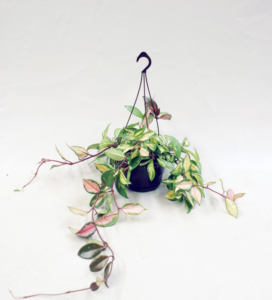 Hoya carnosa 'Tricolor'