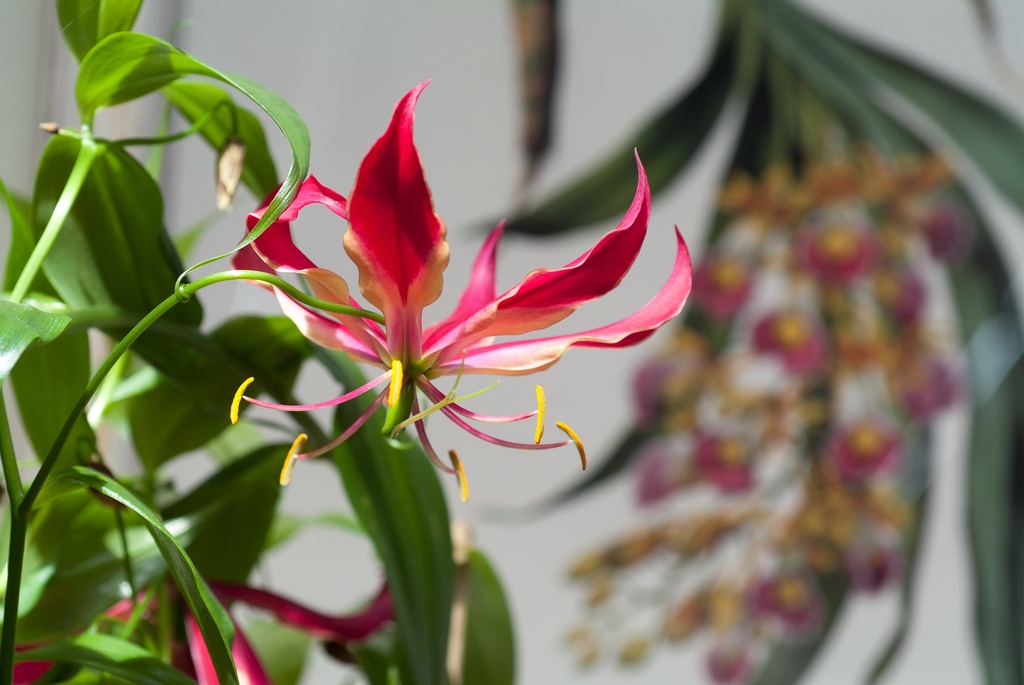Gloriosa