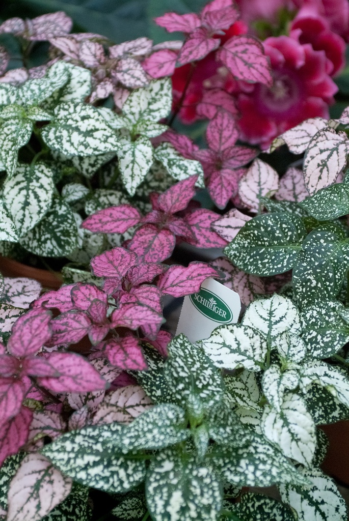 Hypoestes phyllostachya