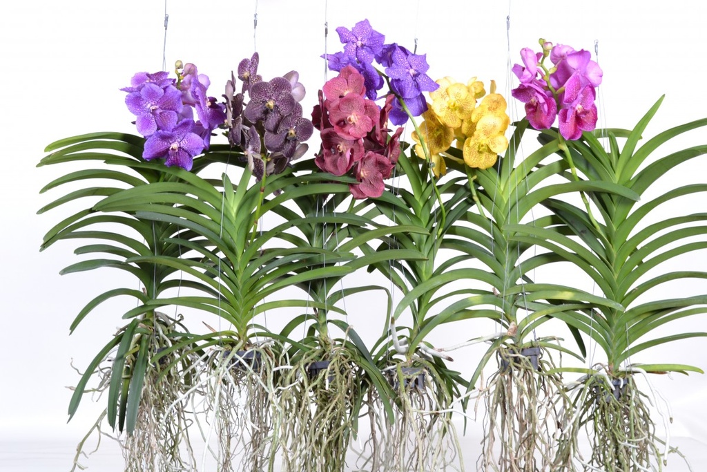 Vanda