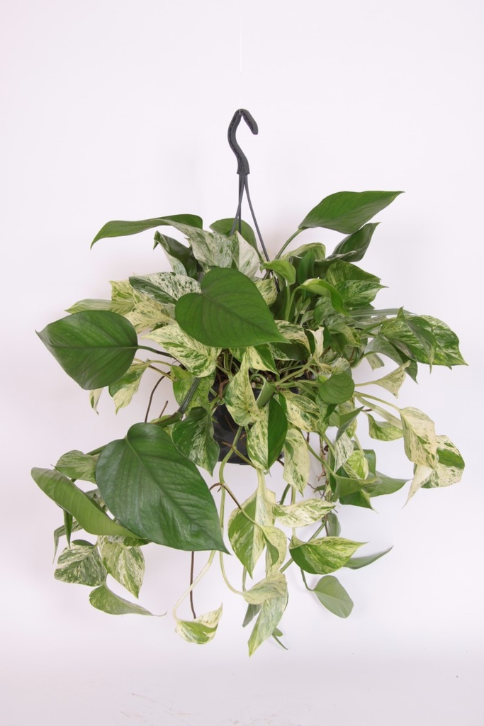 Scindapsus pictus 'Marble Queen'