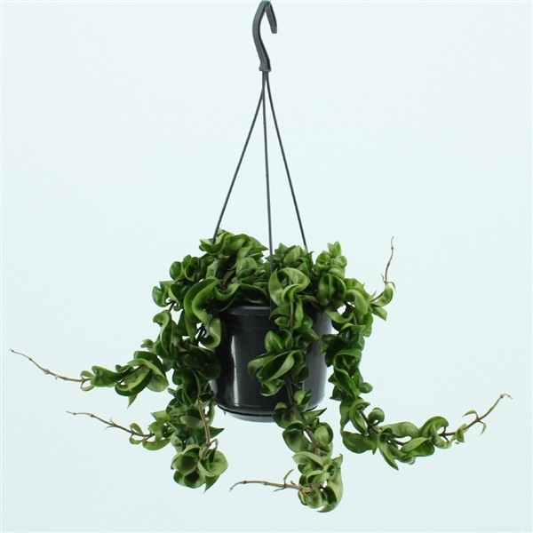 Hoya carnosa 'Compacta'