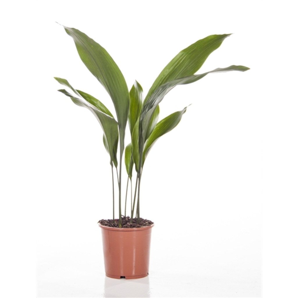 Aspidistra elatior