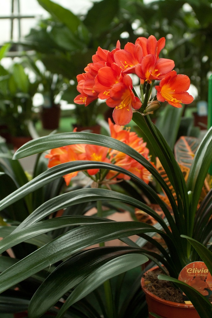 Clivia miniata