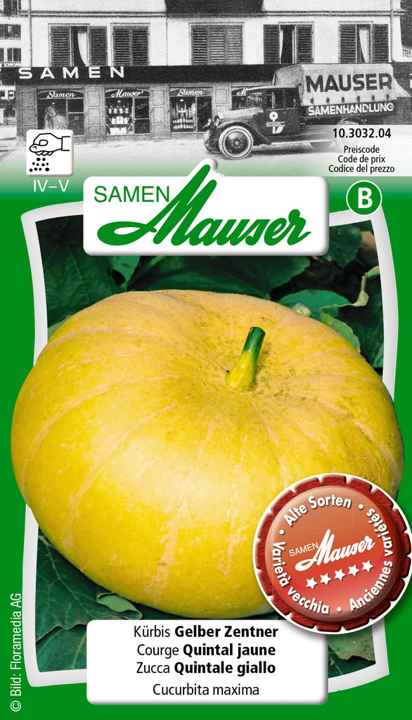 Courge Quintal jaune