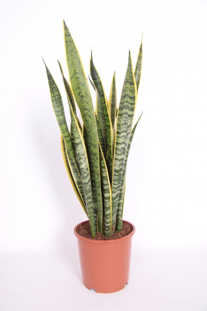 Sansevieria trifaciata 'Laurentii'