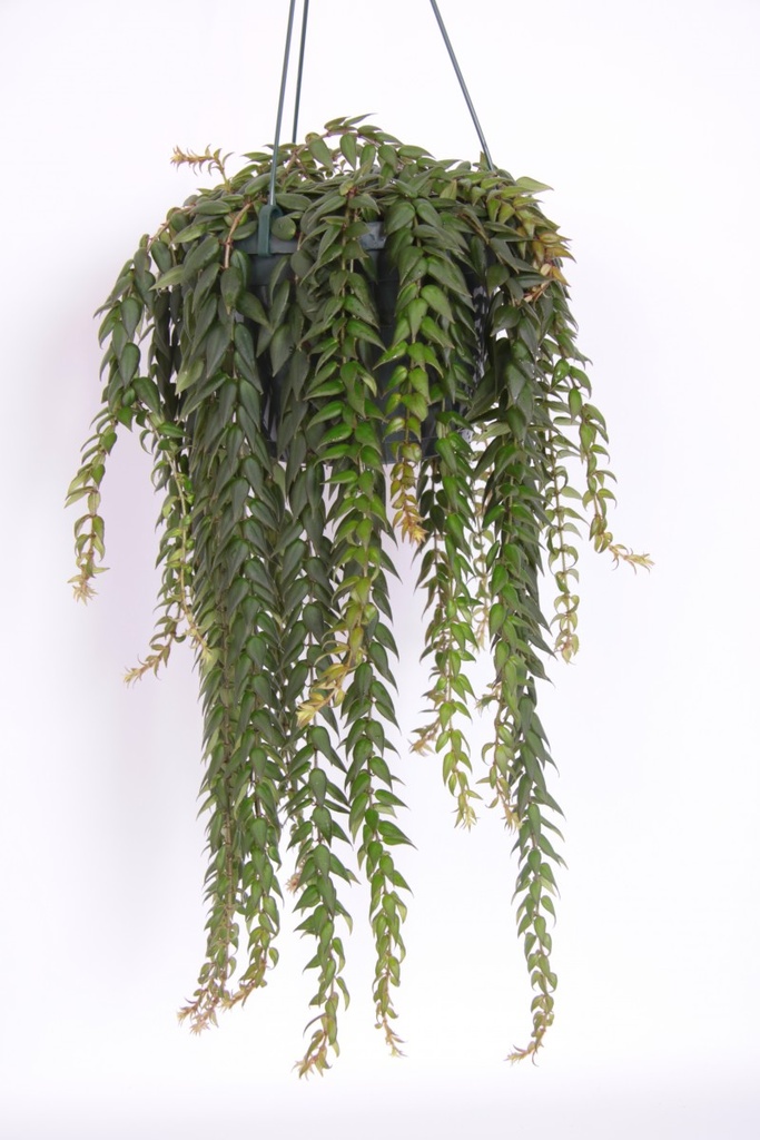 Collumnea arguta