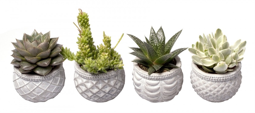 Succulente