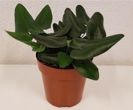 Hemionitis arifolia