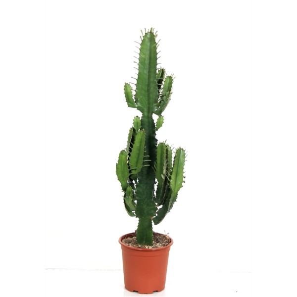 Euphorbia ingens 'Tetra'