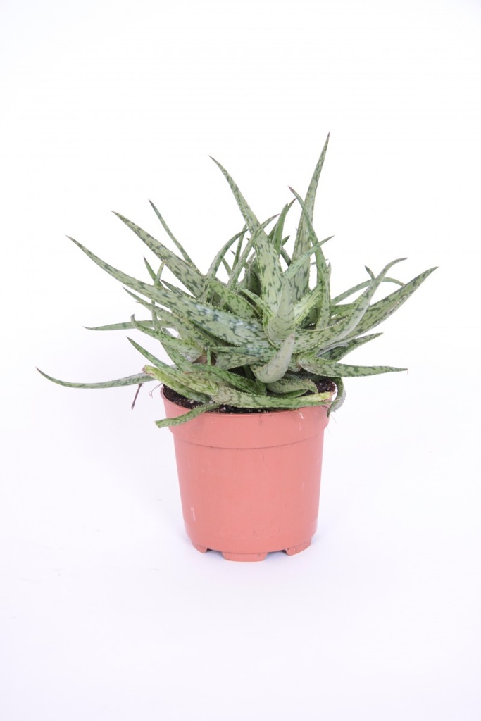 Aloe 'Spider'