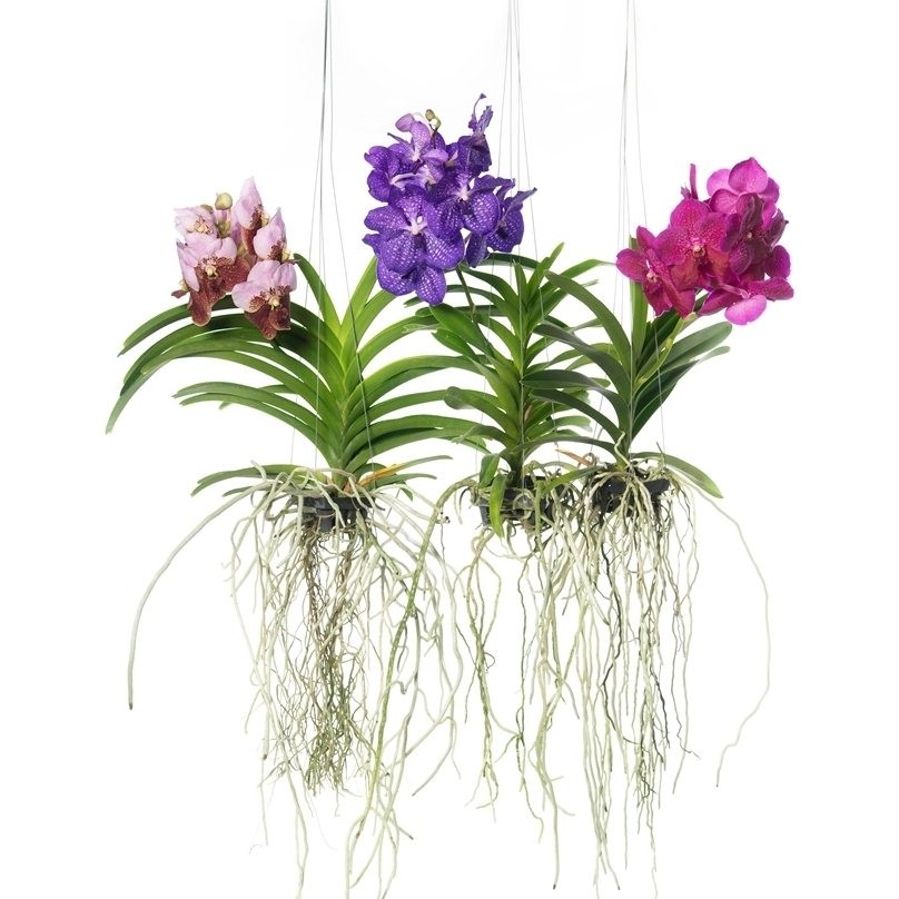 Vanda