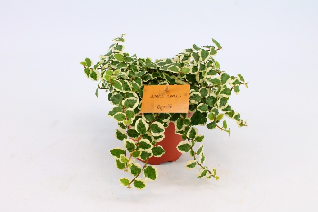 Ficus pumila 'White Sunny'