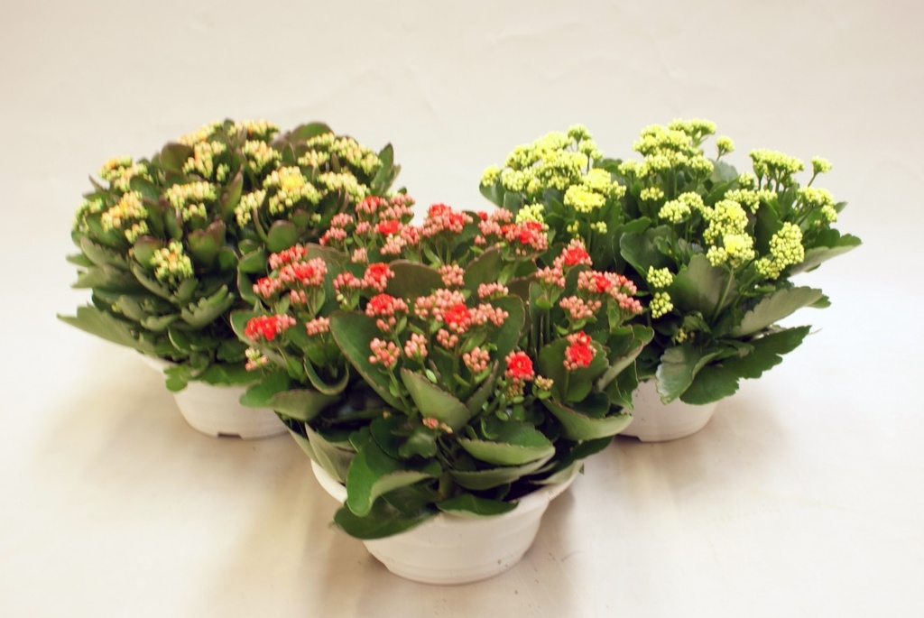 Kalanchoe blossfeldiana