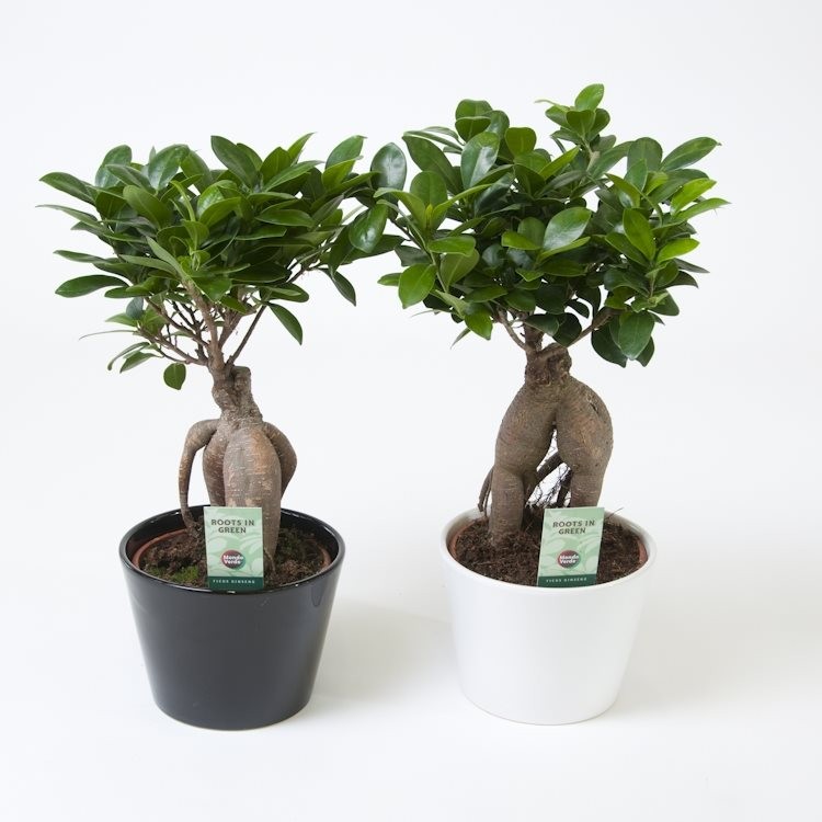 Ficus microcarpa 'Ginseng'