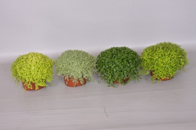 Helexine soleirolii