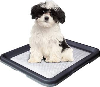 Doggy Trainer. cadre  pad. S