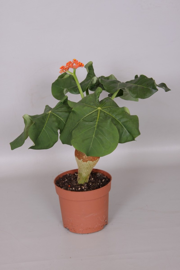 Jatropha podagrica 'Compacta'