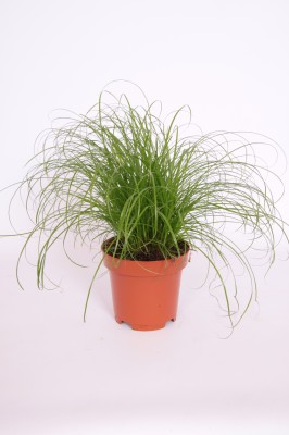 Herbes à chat